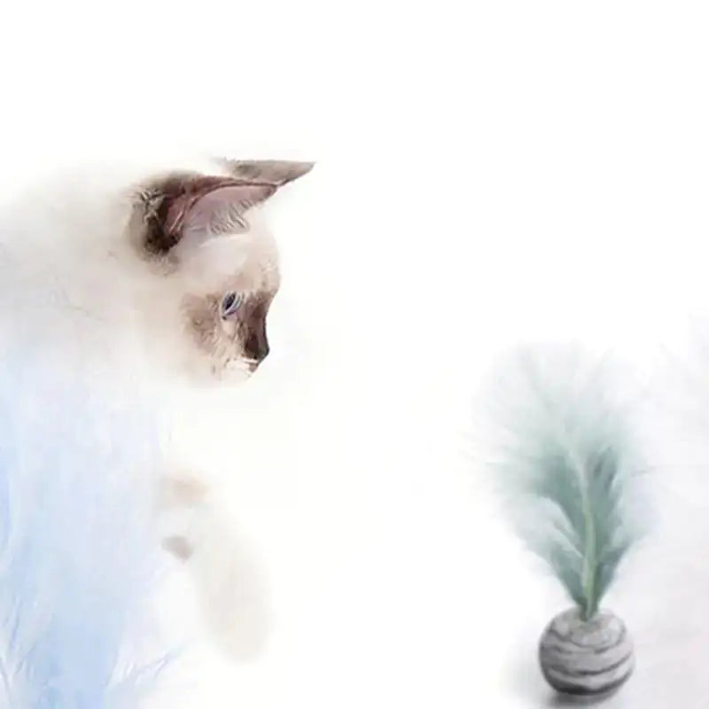 Cat Toy