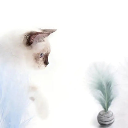 Cat Toy